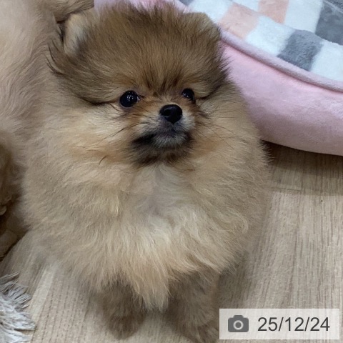 ポメラニアンの写真