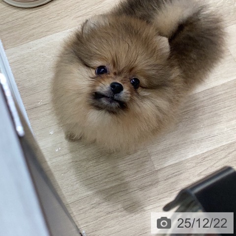 岐阜県のポメラニアン (ペットプラス 各務原店/2025年10月15日生まれ/男の子/オレンジ)の子犬の4枚目の画像