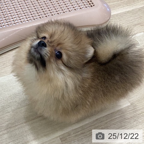 岐阜県のポメラニアン (ペットプラス 各務原店/2025年10月15日生まれ/男の子/オレンジ)の子犬の3枚目の画像