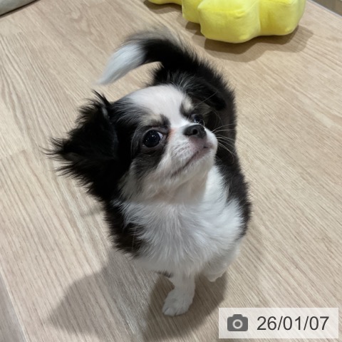 埼玉県のチワワ(ロング) (ペットプラス コクーンシティ店/2025年10月18日生まれ/女の子/ブラックタンホワイト)の子犬の4枚目の画像