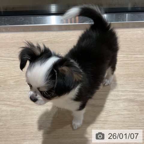 埼玉県のチワワ(ロング) (ペットプラス コクーンシティ店/2025年10月18日生まれ/女の子/ブラックタンホワイト)の子犬の3枚目の画像