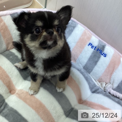 愛知県のチワワ(ロング) (ペットプラス ナゴヤドーム前店/2025年10月20日生まれ/男の子/ブラックタンホワイト)の子犬の4枚目の画像
