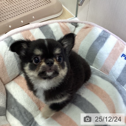 愛知県のチワワ(ロング) (ペットプラス ナゴヤドーム前店/2025年10月20日生まれ/男の子/ブラックタンホワイト)の子犬の3枚目の画像