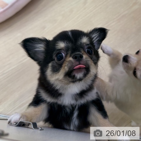 愛知県のチワワ(ロング) (ペットプラス ナゴヤドーム前店/2025年10月20日生まれ/男の子/ブラックタンホワイト)の子犬の4枚目の画像