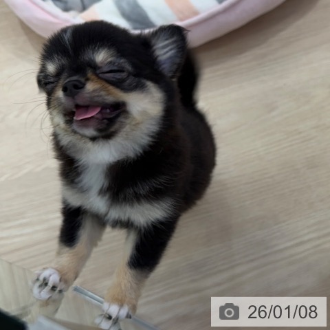 愛知県のチワワ(ロング) (ペットプラス ナゴヤドーム前店/2025年10月20日生まれ/男の子/ブラックタンホワイト)の子犬の3枚目の画像