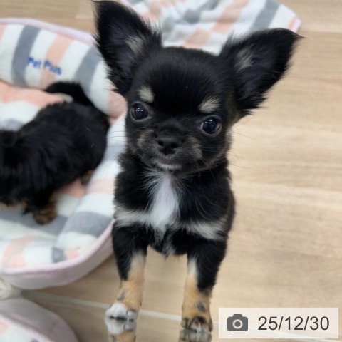神奈川県のチワワ(ロング) (ペットプラス 武蔵小杉店/2025年10月20日生まれ/女の子/ブラックタンホワイト)の子犬の4枚目の画像
