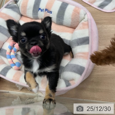 神奈川県のチワワ(ロング) (ペットプラス 武蔵小杉店/2025年10月20日生まれ/女の子/ブラックタンホワイト)の子犬の3枚目の画像