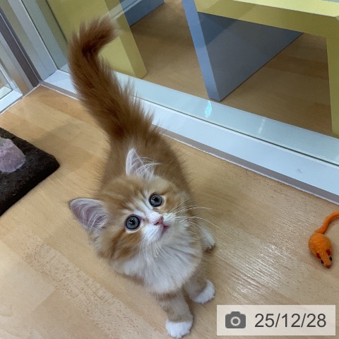 愛知県のサイベリアン (ペットプラス mozoワンダーシティ店/2025年10月18日生まれ/女の子/レッドタビーホワイト)の子猫の4枚目の画像