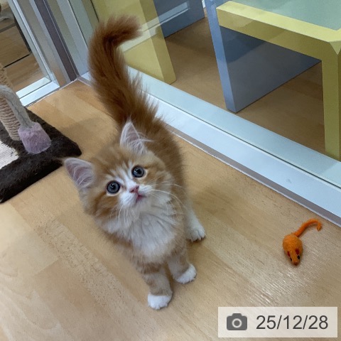 愛知県のサイベリアン (ペットプラス mozoワンダーシティ店/2025年10月18日生まれ/女の子/レッドタビーホワイト)の子猫の3枚目の画像