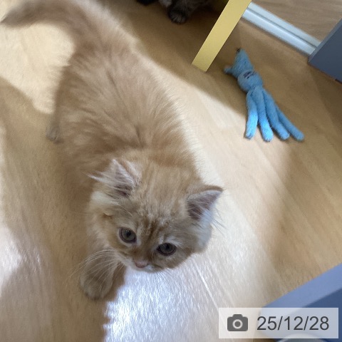 愛知県のスコティッシュフォールド (ペットプラス mozoワンダーシティ店/2025年10月12日生まれ/男の子/レッドタビー)の子猫の4枚目の画像