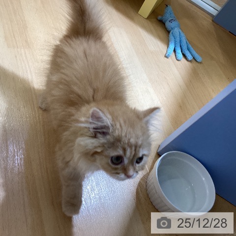 愛知県のスコティッシュフォールド (ペットプラス mozoワンダーシティ店/2025年10月12日生まれ/男の子/レッドタビー)の子猫の3枚目の画像