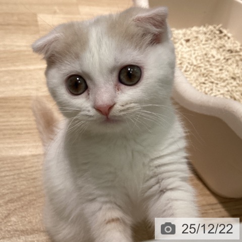 愛知県のスコティッシュフォールド (ペットプラス 則武新町店/2025年10月12日生まれ/女の子/クリームホワイト)の子猫の4枚目の画像