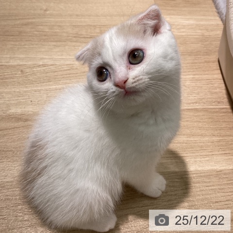 愛知県のスコティッシュフォールド (ペットプラス 則武新町店/2025年10月12日生まれ/女の子/クリームホワイト)の子猫の3枚目の画像