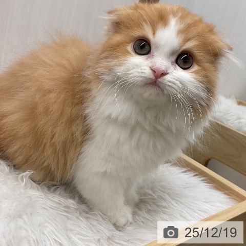 スコティッシュフォールドの写真