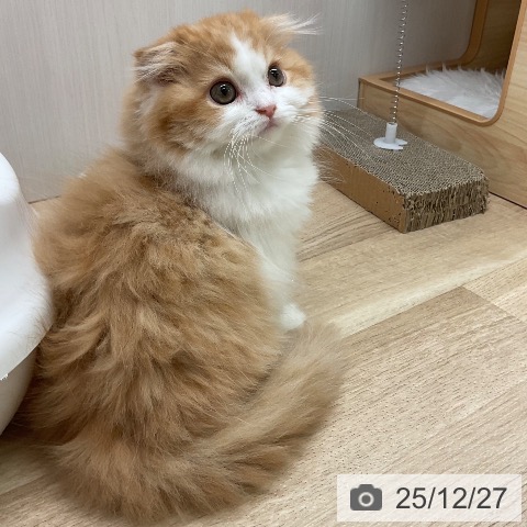 愛知県のスコティッシュフォールド (ペットプラス 岡崎店/2025年10月12日生まれ/女の子/レッドタビーホワイト)の子猫の3枚目の画像