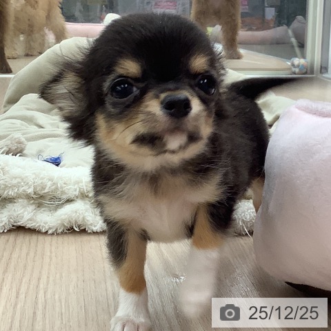 福井県のチワワ(ロング) (ペットプラス 福井店/2025年10月18日生まれ/男の子/ブラックタンホワイト)の子犬の4枚目の画像