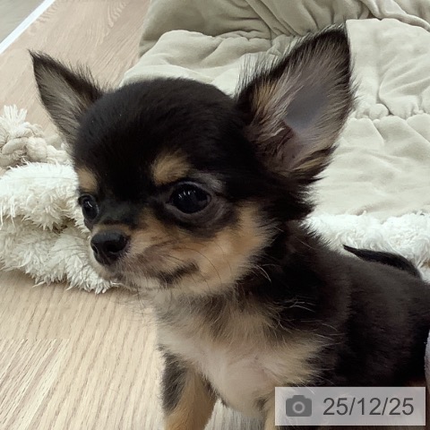 福井県のチワワ(ロング) (ペットプラス 福井店/2025年10月18日生まれ/男の子/ブラックタンホワイト)の子犬の3枚目の画像