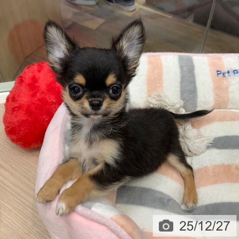 千葉県のチワワ(ロング) (ペットプラス 幕張新都心店/2025年10月18日生まれ/男の子/ブラックタン)の子犬の3枚目の画像