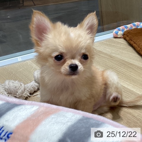 愛知県のチワワ(ロング) (ペットプラス 則武新町店/2025年10月18日生まれ/男の子/クリームホワイト)の子犬の4枚目の画像