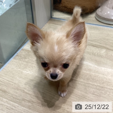 愛知県のチワワ(ロング) (ペットプラス 則武新町店/2025年10月18日生まれ/男の子/クリームホワイト)の子犬の3枚目の画像