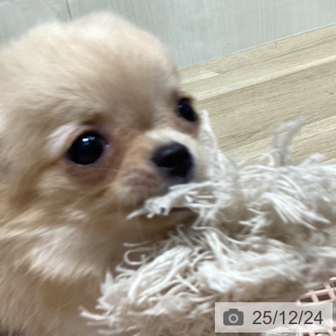 愛知県のチワワ(ロング) (ペットプラス 則武新町店/2025年10月18日生まれ/男の子/クリームホワイト)の子犬の3枚目の画像