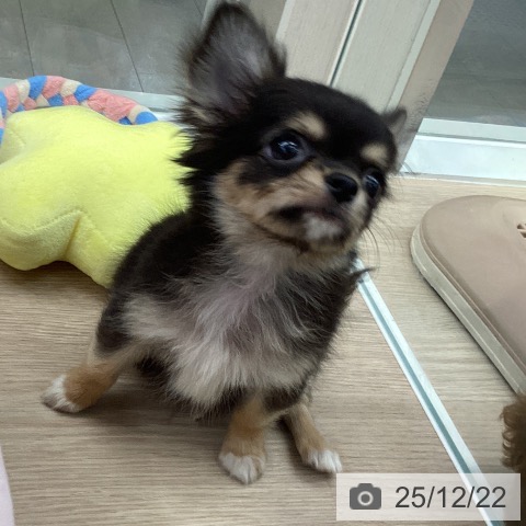 石川県のチワワ(ロング) (ペットプラス 白山店/2025年10月18日生まれ/男の子/ブラックタンホワイト)の子犬の3枚目の画像