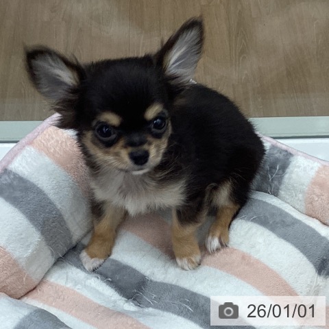 石川県のチワワ(ロング) (ペットプラス 白山店/2025年10月18日生まれ/男の子/ブラックタンホワイト)の子犬の3枚目の画像