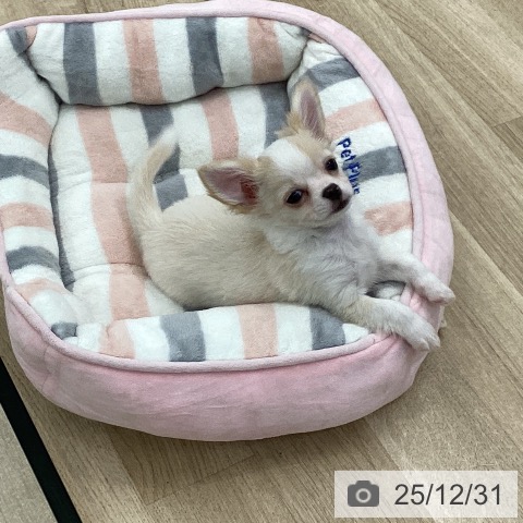 愛知県のチワワ(ロング) (ペットプラス 豊橋牧野店/2025年10月18日生まれ/男の子/クリームホワイト)の子犬の3枚目の画像