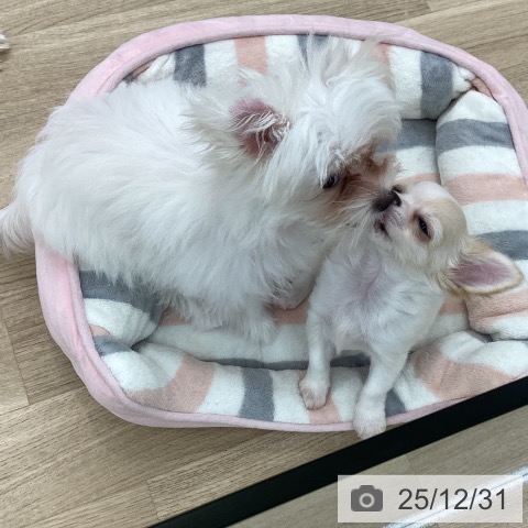 愛知県のチワワ(ロング) (ペットプラス 豊橋牧野店/2025年10月18日生まれ/男の子/クリームホワイト)の子犬の3枚目の画像