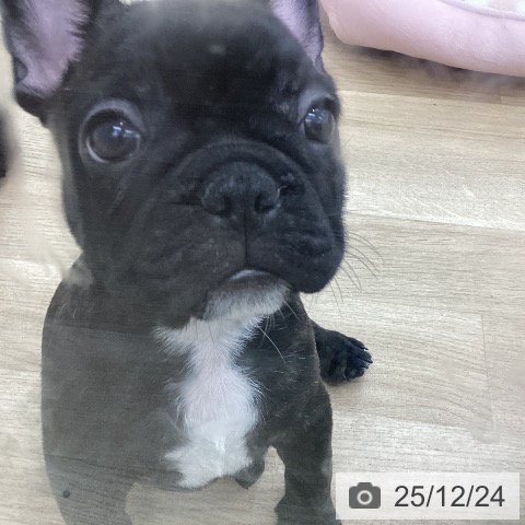 愛知県のフレンチブルドッグ (ペットプラス みなと店/2025年10月17日生まれ/男の子/ブリンドル)の子犬の4枚目の画像