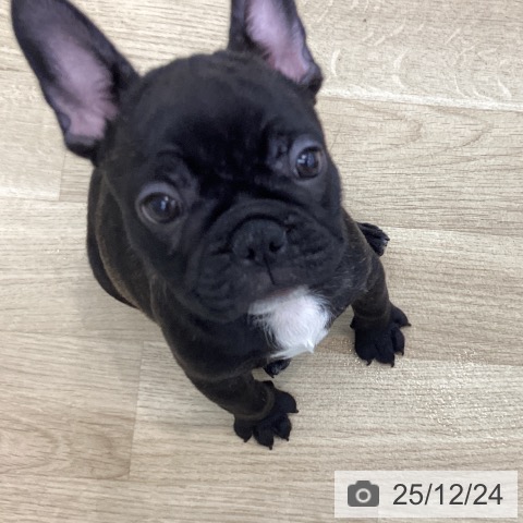 愛知県のフレンチブルドッグ (ペットプラス みなと店/2025年10月17日生まれ/男の子/ブリンドル)の子犬の3枚目の画像