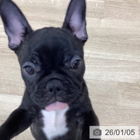 愛知県のフレンチブルドッグ (ペットプラス みなと店/2025年10月17日生まれ/男の子/ブリンドル)の子犬の3枚目の画像