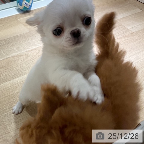 神奈川県のチワワ(ロング) (ペットプラス 湘南平塚店/2025年10月19日生まれ/男の子/ホワイト)の子犬の4枚目の画像