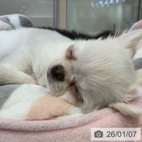 神奈川県のチワワ(ロング) (ペットプラス 湘南平塚店/2025年10月19日生まれ/男の子/ホワイト)の子犬の4枚目の画像