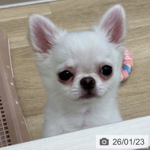 神奈川県のチワワ(ロング) (ペットプラス アミーゴ藤沢店/2025年10月19日生まれ/男の子/ホワイト)の子犬の4枚目の画像