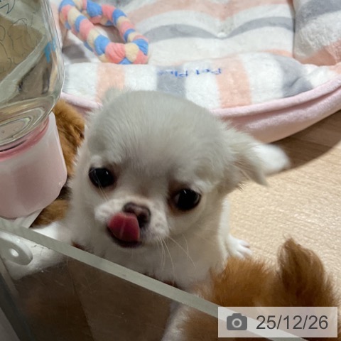 神奈川県のチワワ(ロング) (ペットプラス 湘南平塚店/2025年10月19日生まれ/男の子/ホワイト)の子犬の3枚目の画像