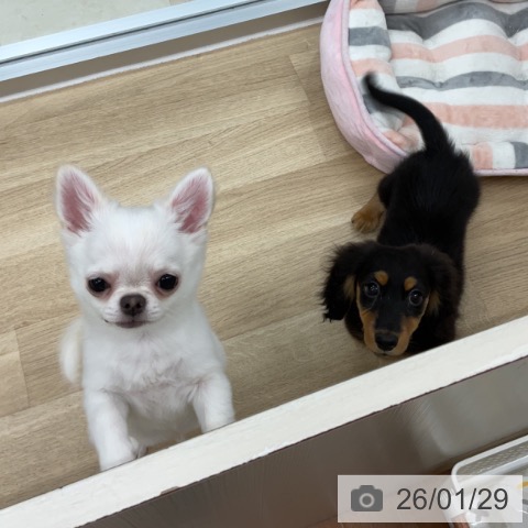 神奈川県のチワワ(ロング) (ペットプラス アミーゴ藤沢店/2025年10月19日生まれ/男の子/ホワイト)の子犬の3枚目の画像