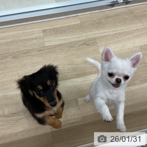 神奈川県のチワワ(ロング) (ペットプラス アミーゴ藤沢店/2025年10月19日生まれ/男の子/ホワイト)の子犬の3枚目の画像