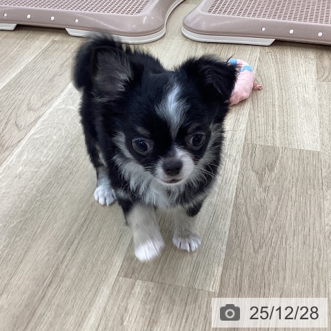 山梨県のチワワ(ロング) (ペットプラス 甲府国母店/2025年10月19日生まれ/女の子/ブラックタンホワイト)の子犬の4枚目の画像