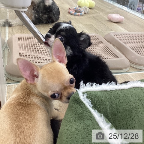 山梨県のチワワ(ロング) (ペットプラス 甲府国母店/2025年10月19日生まれ/女の子/ブラックタンホワイト)の子犬の3枚目の画像