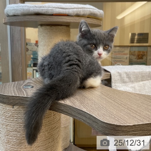 福岡県のブリティッシュショートヘアー (ペットプラス ららぽーと福岡店/2025年10月8日生まれ/男の子/ブルーホワイト)の子猫の4枚目の画像