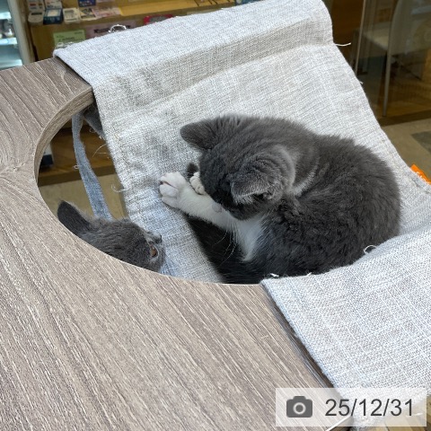 福岡県のブリティッシュショートヘアー (ペットプラス ららぽーと福岡店/2025年10月8日生まれ/男の子/ブルーホワイト)の子猫の3枚目の画像