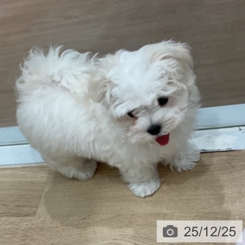 愛知県のマルチーズ (ペットプラス 東浦店/2025年10月20日生まれ/男の子/ホワイト)の子犬の3枚目の画像