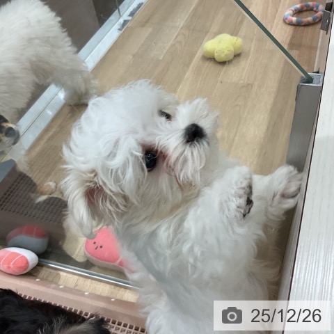 愛知県のマルチーズ (ペットプラス 東浦店/2025年10月20日生まれ/男の子/ホワイト)の子犬の4枚目の画像