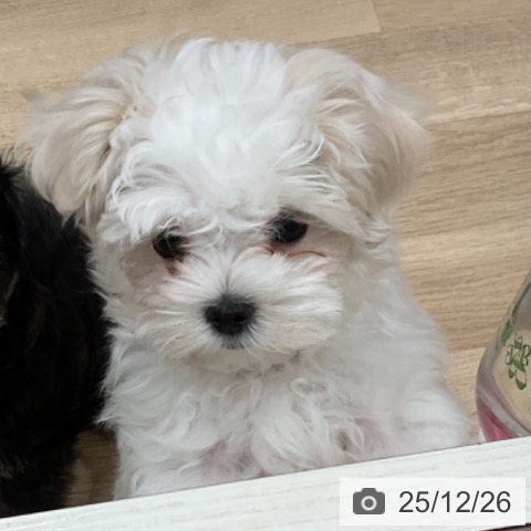 愛知県のマルチーズ (ペットプラス 東浦店/2025年10月20日生まれ/男の子/ホワイト)の子犬の3枚目の画像