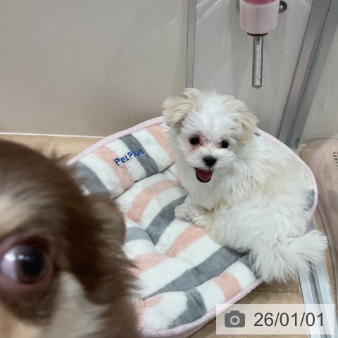 愛知県のマルチーズ (ペットプラス 東浦店/2025年10月20日生まれ/男の子/ホワイト)の子犬の3枚目の画像