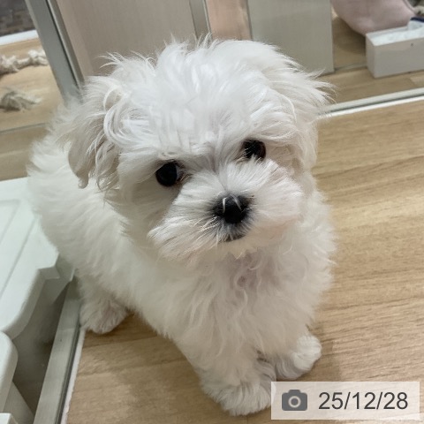 マルチーズの写真