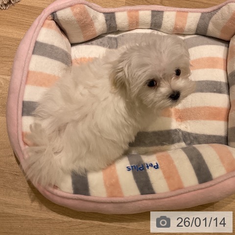 愛知県のマルチーズ (ペットプラス 豊橋牧野店/2025年10月20日生まれ/男の子/ホワイト)の子犬の3枚目の画像