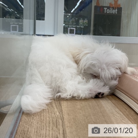 愛知県のマルチーズ (ペットプラス 豊橋牧野店/2025年10月20日生まれ/男の子/ホワイト)の子犬の3枚目の画像