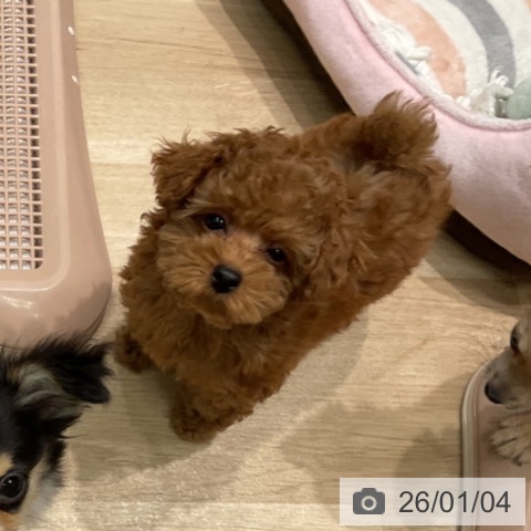 愛知県のトイプードル(トイ) (ペットプラス 則武新町店/2025年10月22日生まれ/男の子/レッド)の子犬の3枚目の画像